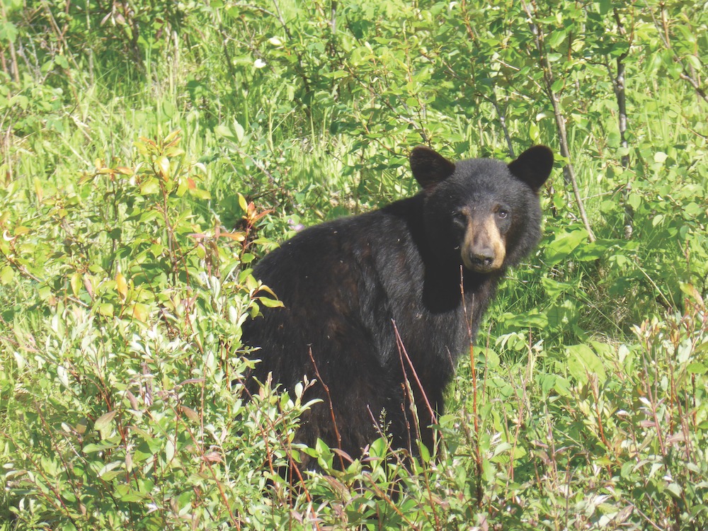 Forest Service urges caution, offers bear safety tips