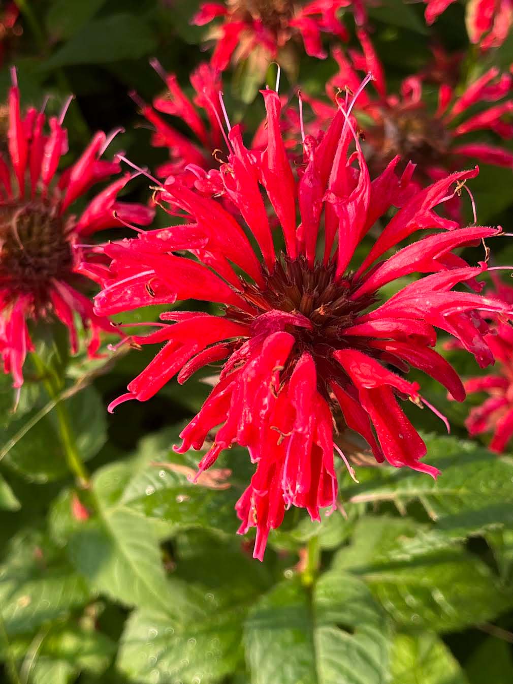 Bee balm makes its mark on summer