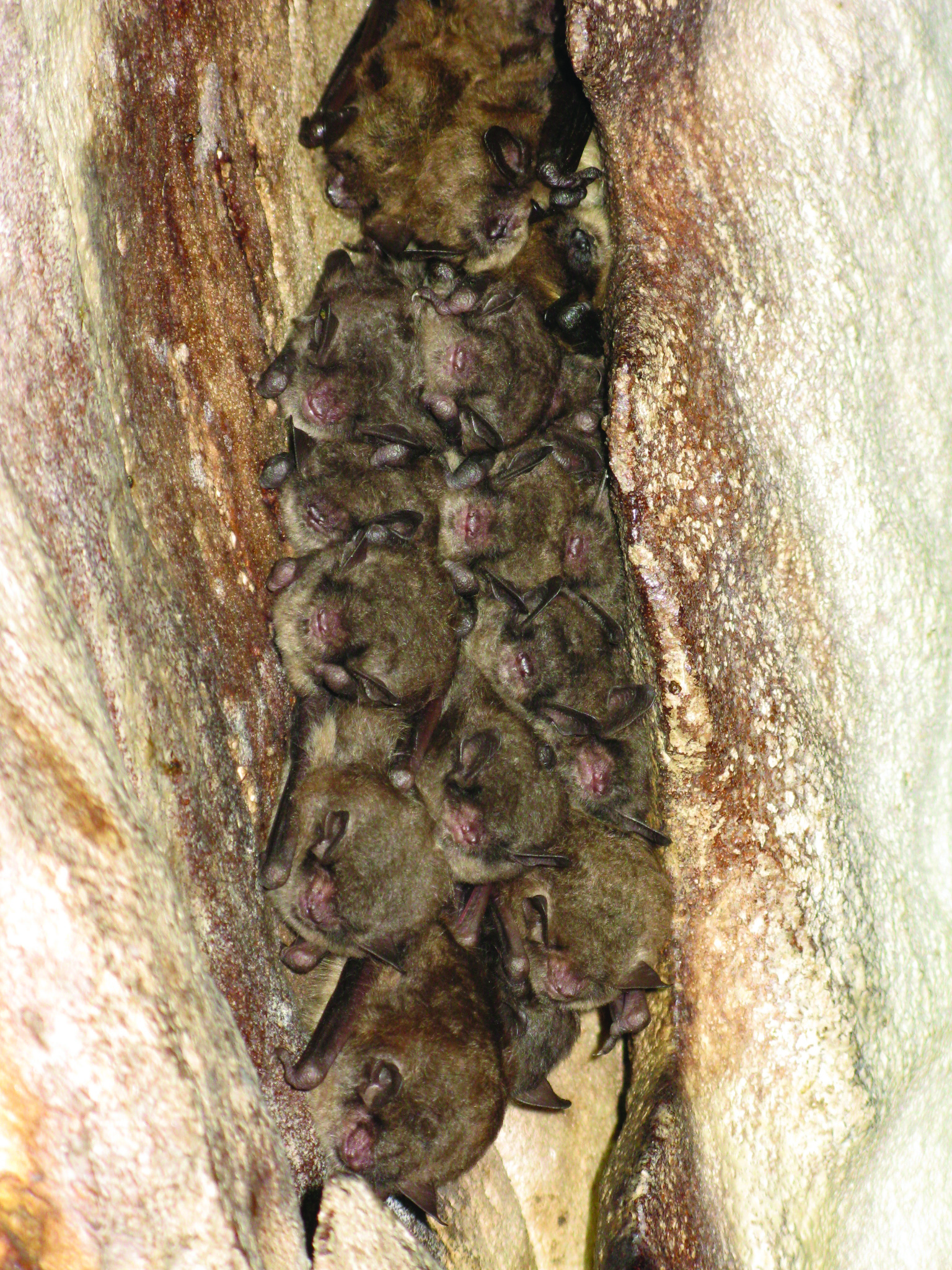 New data confirms national significance of endangered bat colony in Hinesburg