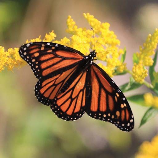 What can Brandon do to help the Monarch butterfly?