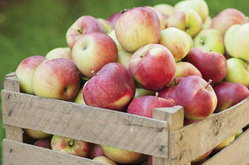 Seventh annual Antique Apple Fest on October 1