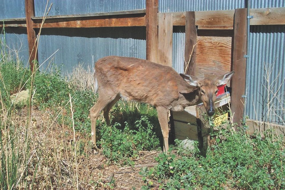 Vermont Fish & Wildlife urges hunters to help keep deer healthy