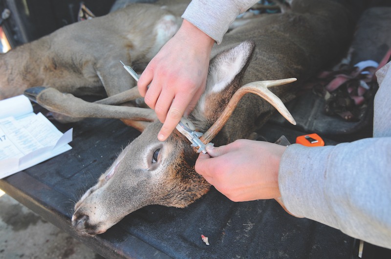 Vermont’s regular deer season starts Nov. 12