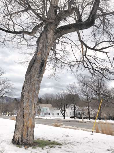 A tree grows in Brandon — an invitation to join the Tree Committee