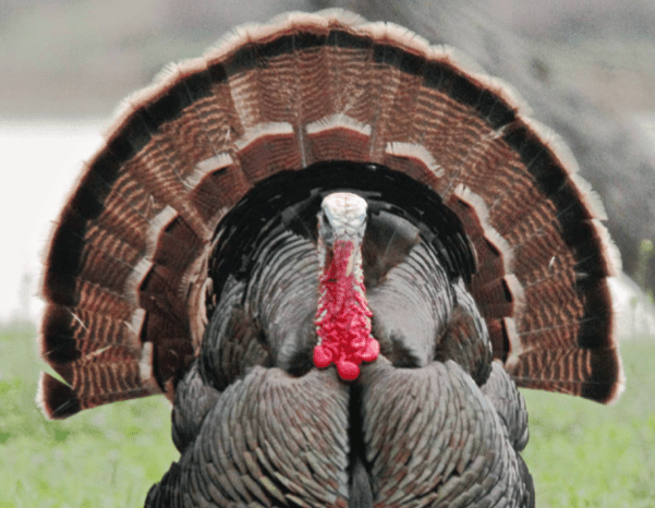 Learn to hunt wild turkeys with VT Fish & Wildlife